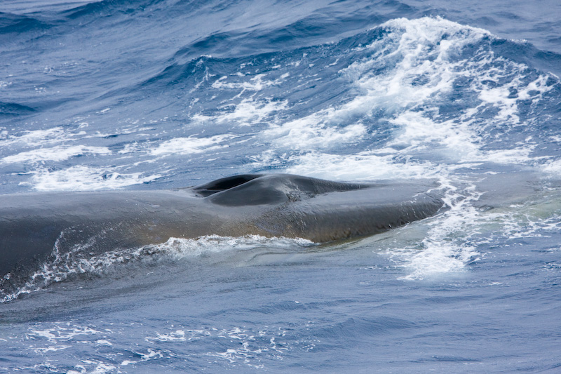 Fin Whale